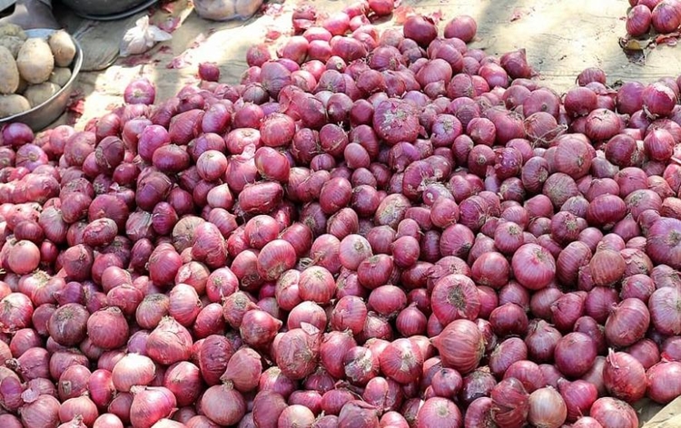 Maharashtra: Onion auction begins in Nashik after 14 days