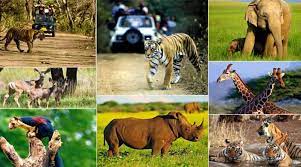 रांची के डोरंडा स्थित जैप ऑडिटोरियम में राज्यस्तरीय वन्यप्राणी सप्ताह का हुआ आयोजन