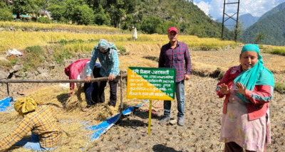 उत्तरकाशी के पुरोला क्षेत्र में मशहूर लाल धान की कटाई शुरू हो गई