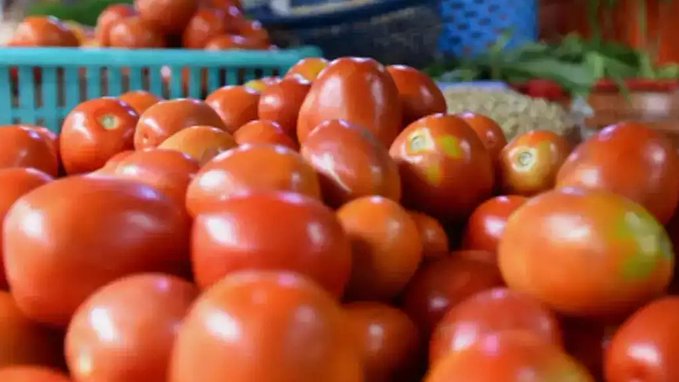 Govt reduces tomato prices to Rs 50 per kg from August 15