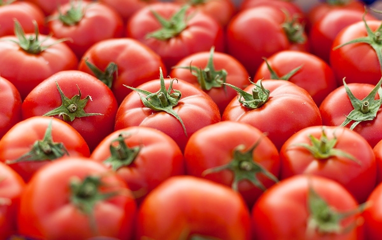 Govt to sell tomatoes at Rs 40 per kg from Aug 20