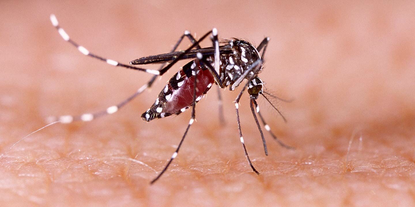 राज्य में डेंगू के प्रभावी रोकथाम और नियंत्रण के लिए शासन-प्रशासन प्रयासरत