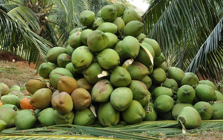 Gujarat records significant rise in coconut production