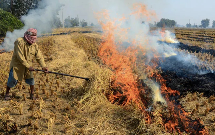 वायु गुणवत्ता प्रबंधन आयोग ने पराली जलाने पर लगे प्रतिबंधों की समीक्षा की
