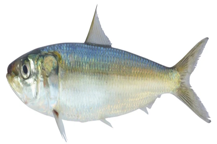 Kochi: Central Marine Fisheries Research Institute decodes entire genome of Indian oil sardine