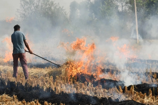 Wheat harvesting picks up pace in Punjab