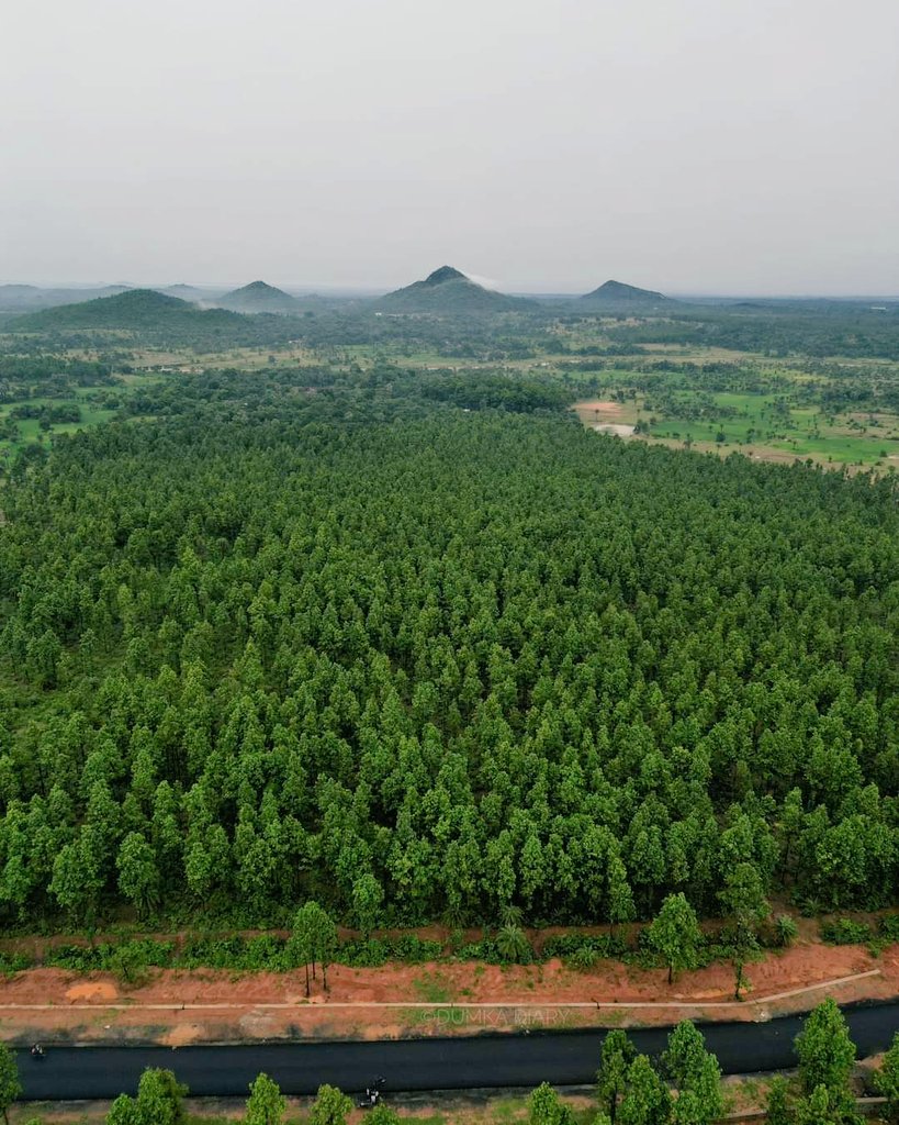 उत्तराखंड में वृहद पौधारोपण अभियान के तहत 50 लाख पौधे लगाए जाएंगे