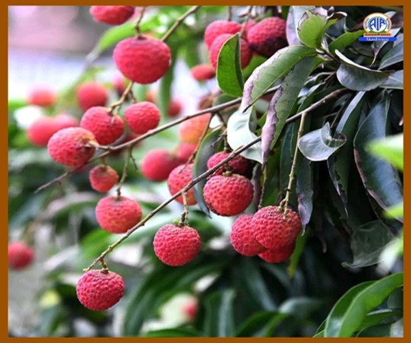 Pathankot produces litchi & contributes 60 % of Punjab’s litchi production