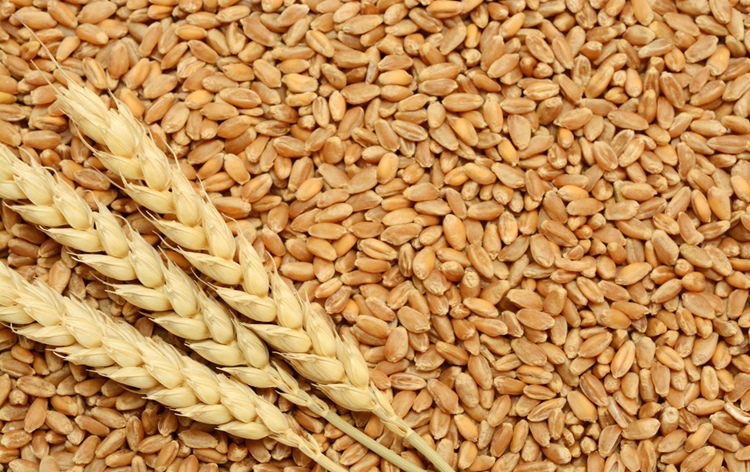 Govt says, it is keeping close watch on market price of wheat; Assures, sufficient stocks are available