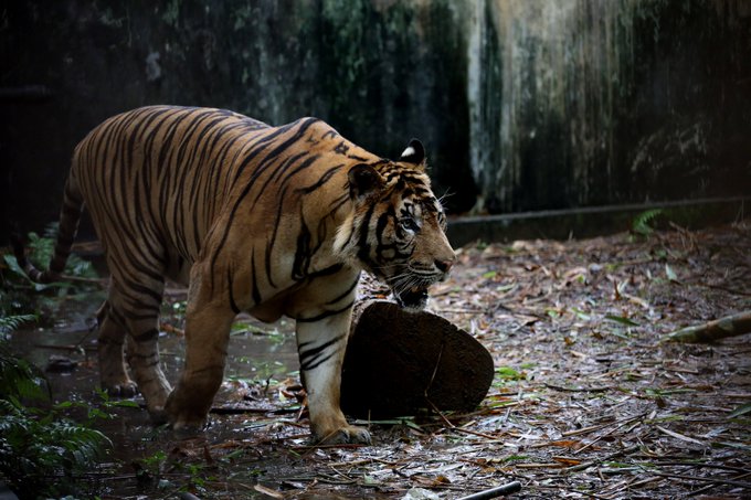 আজ আন্তর্জাতিক ব্যাঘ্র দিবস। গতকাল আকাশবাণীর মন কি বাত অনুষ্ঠানে প্রধানমন্ত্রী বলেন, আমাদের সংস্কৃতির অঙ্গ এই প্রাণীর বাসস্থান রক্ষা এবং বনাঞ্চল সংরক্ষণের বিষয়ে জন সচেতনতা গড়ে তোলার প্রয়োজনীয়তা রয়েছে।