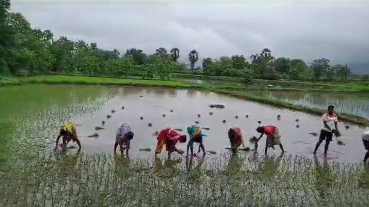 देशात यंदाच्या खरीप हंगामात आतापर्यंत ५० कोटी ७५ लाख हेक्टरपेक्षा अधिक क्षेत्रावर पिकांची पेरणी