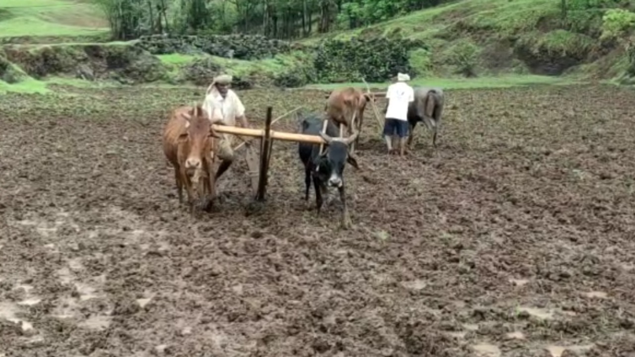 राज्यात समाधानकारक पाऊस झाल्यानं खरीपाच्या पेरणीला पोषक वातावरण तयार