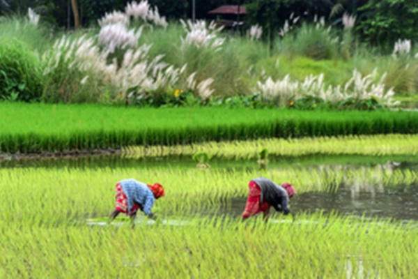 Kharif Crops Sown in Over 1104 Lakh Hectares: Govt