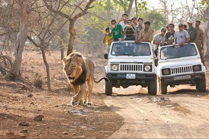 ચાર મહિનાના વેકેશન બાદ આજથી ગીર જંગલ પ્રવાસીઓ માટે ફરી ખુલ્લૂ મુકાયું છે