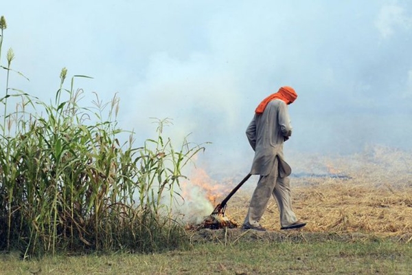 Centre appreciates efforts of Punjab, Haryana, UP, Delhi in reducing cases of paddy stubble burning