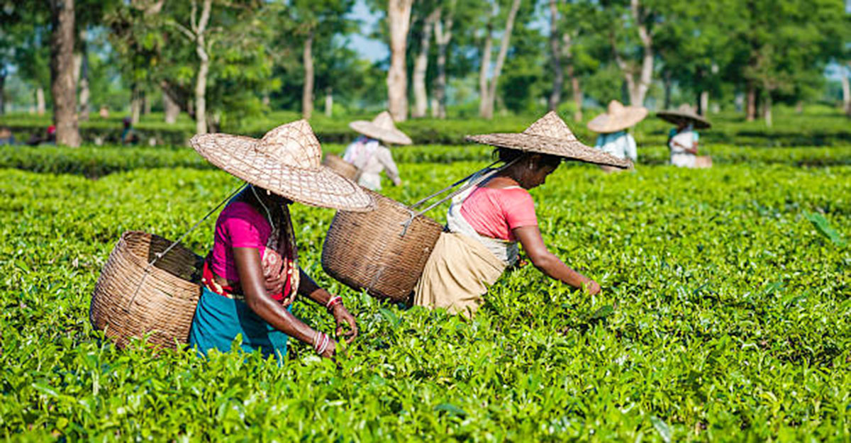 উত্তরবঙ্গের পাহাড়ের চা বাগানগুলির শ্রমিকদের বোনাসের বিষয়ে আলোচনা করতে আগামী ৬ ই নভেম্বর কলকাতায় শ্রম দপ্তর, চা বাগান মালিকগুলির সংগঠন ও শ্রমিক সংগঠনের প্রতিনিধিদের মধ্যে ত্রি পাক্ষিক বৈঠক বসবে।