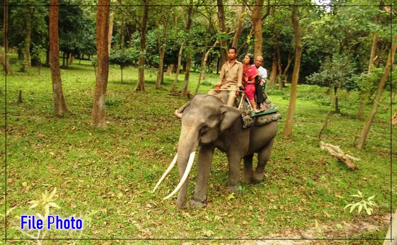 পবিতৰা অভয়াৰণ্যত আজিৰে পৰা ২০২৪-২৫ পর্যটন বৰ্ষৰ বাবে হাতী ছাফাৰী আৰম্ভ