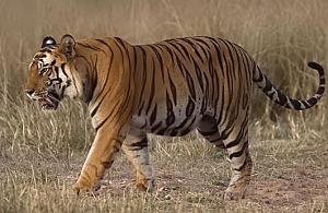 দৰঙৰ ধূলাৰ এন চি গৰাপৰি গাঁৱত ঢেকীয়াপতীয়া বাঘৰ আক্ৰমণত  মহিলা আহত