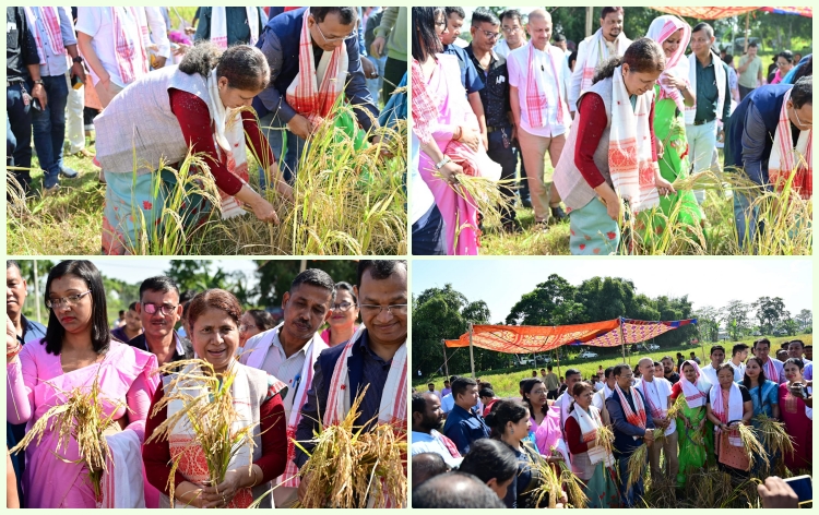 গোলাঘাটৰ মৰঙী পথাৰৰ ৰামধেনু কৃষি পামত ফচল চপোৱা কাৰ্যসূচী শুভাৰম্ভ