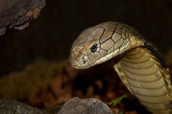 Centre asks states and UTs to make snakebite cases a Notifiable Disease