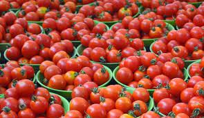 Govt selects 28 projects under Tomato Grand Challenge to enhance value chain