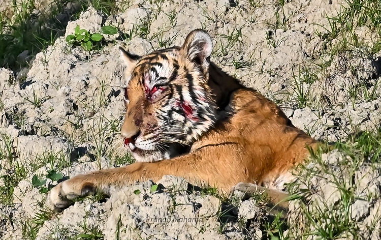 নগাঁৱৰ কলিয়াবৰত শিলগুটি দলিয়াই এটা বাঘ আহত কৰা ঘটনাত জড়িত ৯জন লোকক আটক