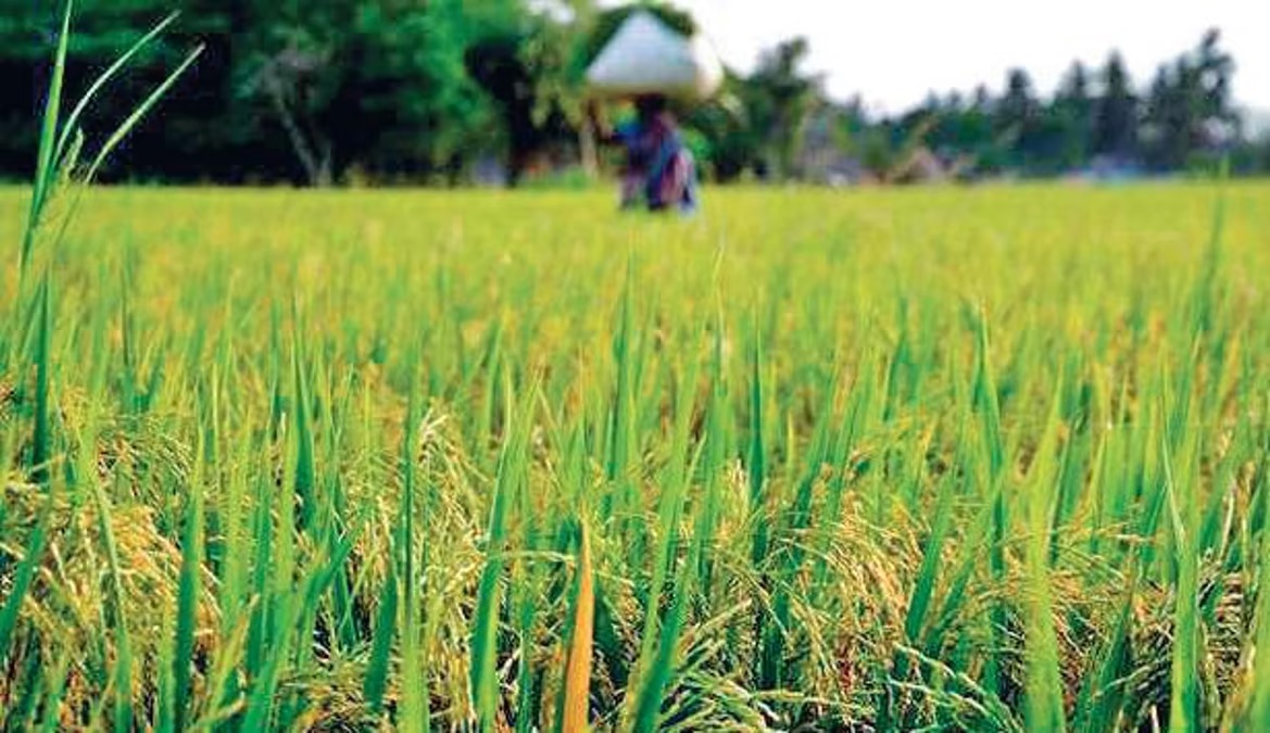 Govt procures over 120 LMT of paddy in Kharif Marketing Season 2024-25 so far