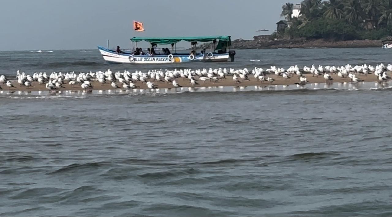 सिंधुदुर्ग जिल्ह्याच्या किनारपट्टीवर सीगल पक्ष्यांचं आगमन