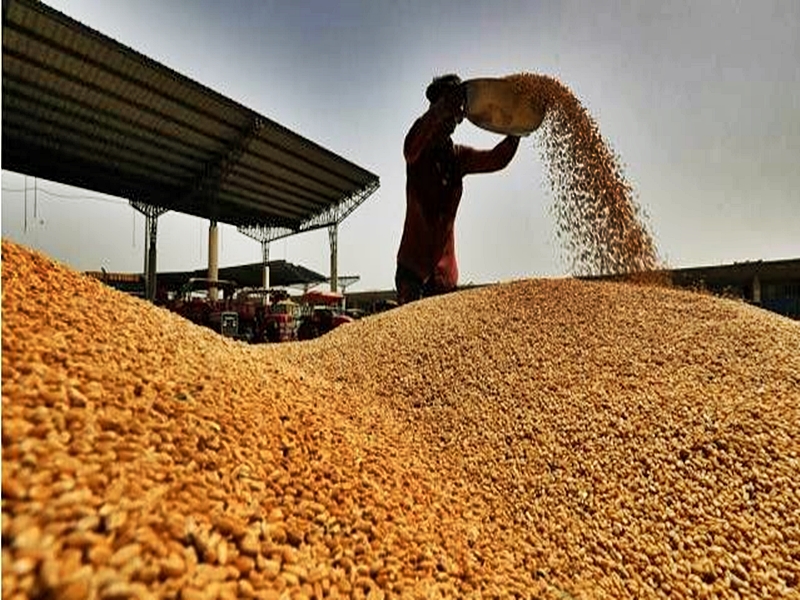 Centre Revises Wheat Stock Limits to Curb Hoarding