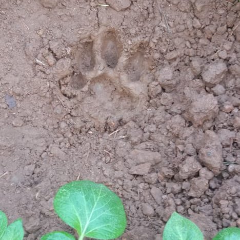 Three-Year-Old tigress Zeenat spotted near Purulia Village, schools and anganwadi centres closed