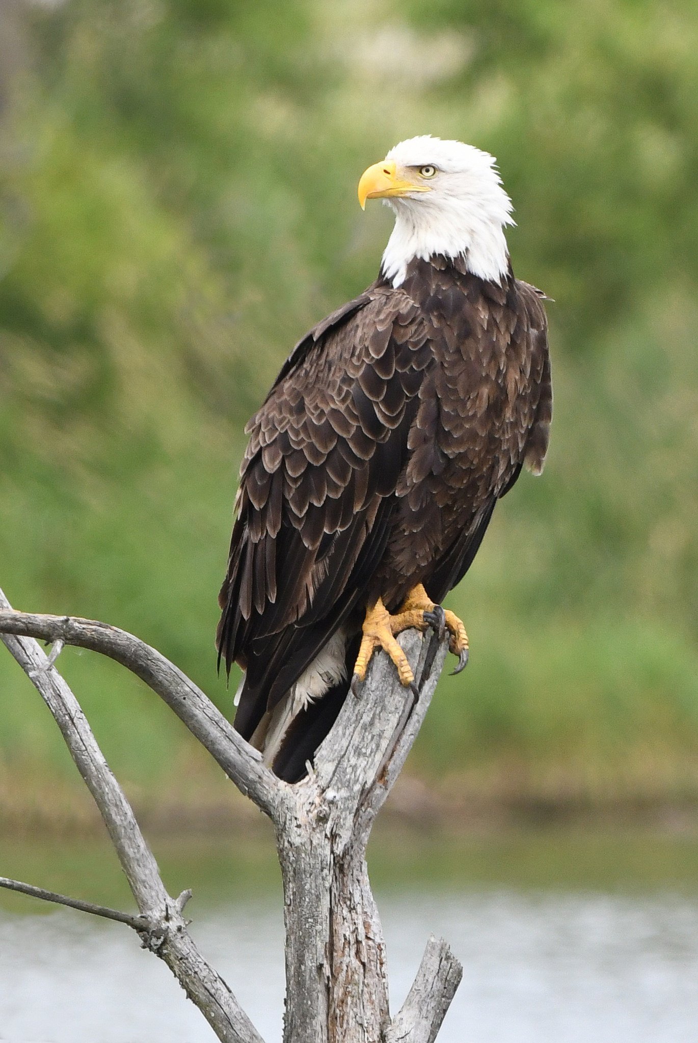 Bald eagle officially designated as the United States National Bird after 240 years