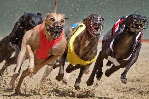 New Zealand plans to ban greyhound racing, citing high injury rates