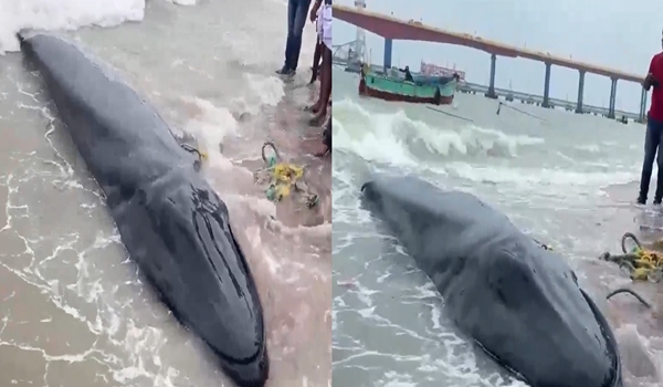 18-foot-long blue whale washed ashore dead at Rameshwaram seashore