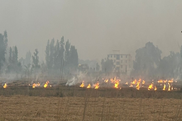 Paddy Stubble Burning Incidents Drop by 68% This Year