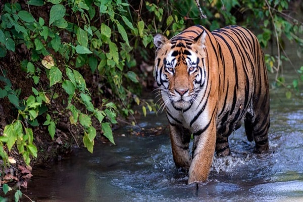 কেন্দ্রীয় সরকারের অনুমোদনক্রমে রাতাপানি, মধ্যপ্রদেশের অষ্টম ব্যাঘ্র সংরক্ষণ কেন্দ্র হিসেবে ঘোষিত হয়েছে