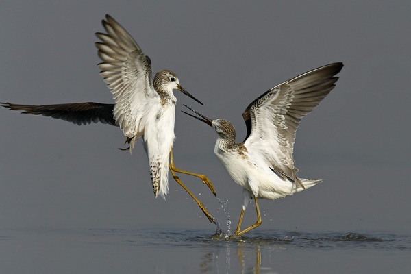 India’s 1st ‘Coastline-Waders Bird Census’ to begin in Gujarat