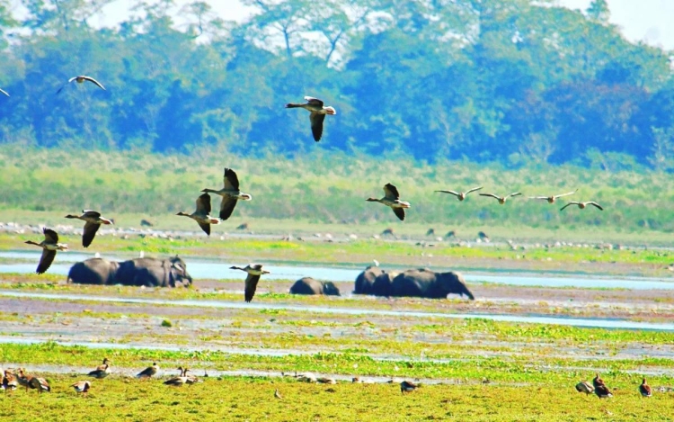 শিক্ষামন্ত্ৰী ডাঃ ৰণোজ পেগুৰ  কাজিৰঙাৰ অগৰাতলী বনাঞ্চল পৰিদৰ্শন