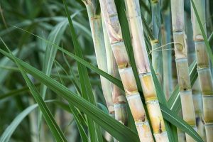 Government constitutes committee to examine issues raised by sugarcane farmers