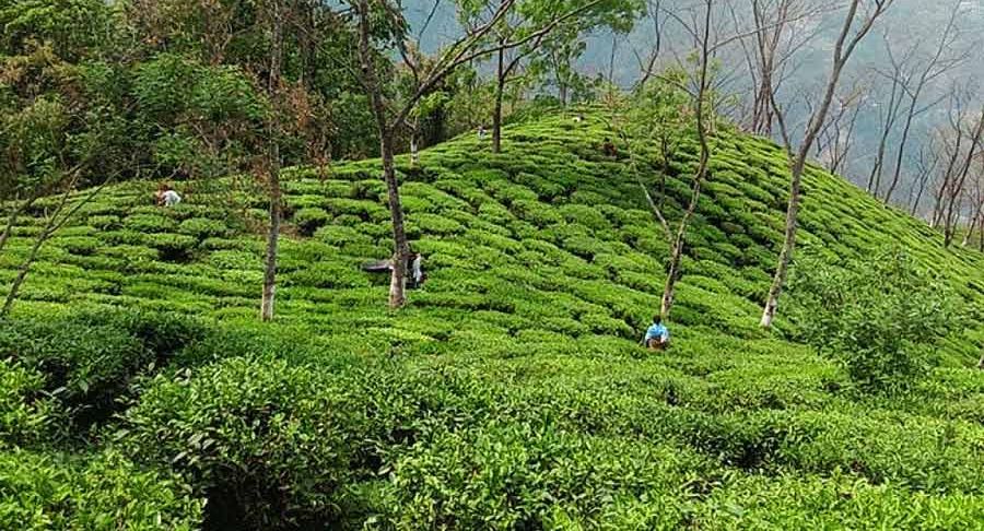 বাগিচা শ্রমিকদের নূন্যতম মজুরি, চা সুন্দরী প্রকল্প সহ উত্তরবঙ্গের চা শিল্পের বর্তমান অবস্থা নিয়ে পর্যালোচনা করতে রাজ্য সরকার আজ এক বৈঠকে বসতে চলেছে।