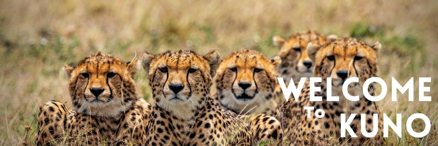 MP: Five more cheetahs to roam in wilderness of KNP today