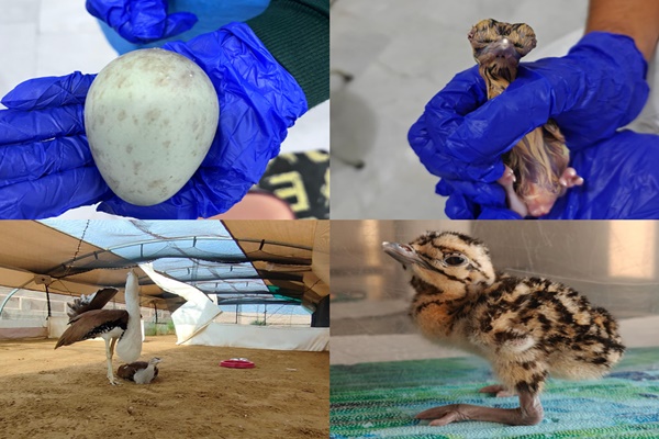 1st Captive-Bred Great Indian Bustard Chick of 2025 Hatched in Rajasthan