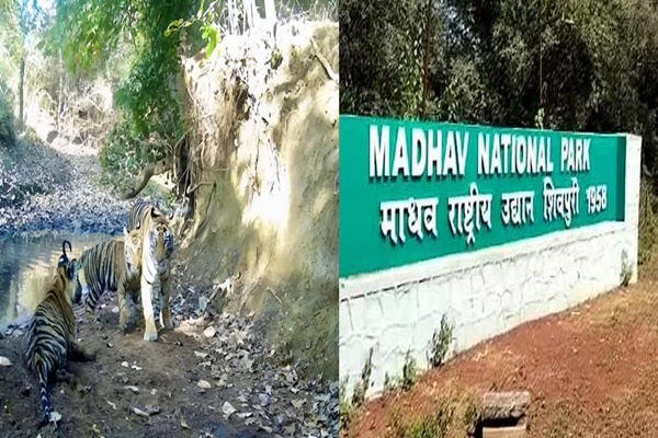 Madhya Pradesh to get its 9th Tiger Reserve today