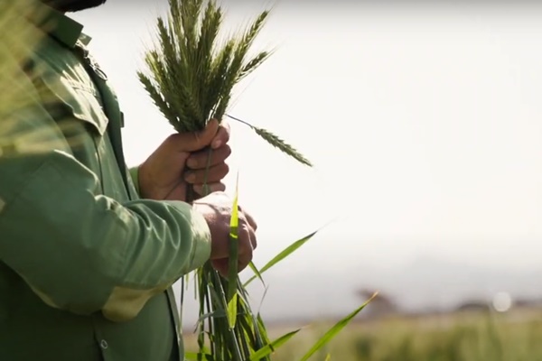 Sharjah Revolutionizes Agricultural Technology with High-Protein Wheat Farming