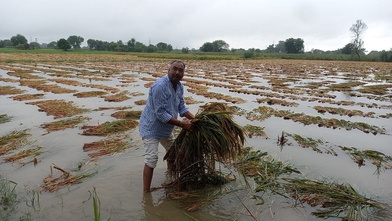 Telangana: Unseasonal rains cause crop damage