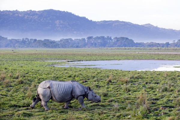 पश्चिम बंगाल में एक सींग वाले गैंडों की संख्या बढ़कर 392 हुई