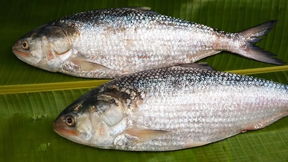 আষাঢ়ের প্রথম দিন থেকেই মৎস্যজীবীদের জালে ধরা পড়তে শুরু করেছে  জলের রুপোলি শস্য ইলিশ।