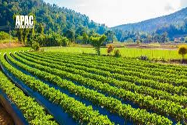 Maharashtra: Cabinet approves MahaAgri-AI 2025-29 to transform agri sector