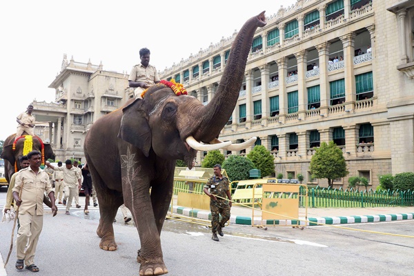 Elephants’ right to quality life prevails over their use for religious rites: Bombay HC
