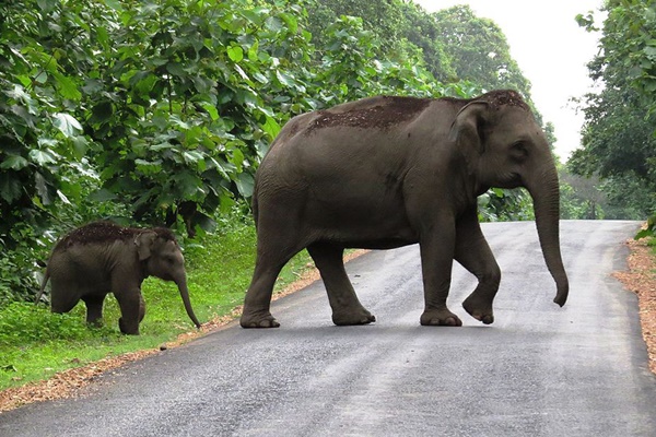 Karnataka signs MoU with IIS to mitigate human elephant conflict 