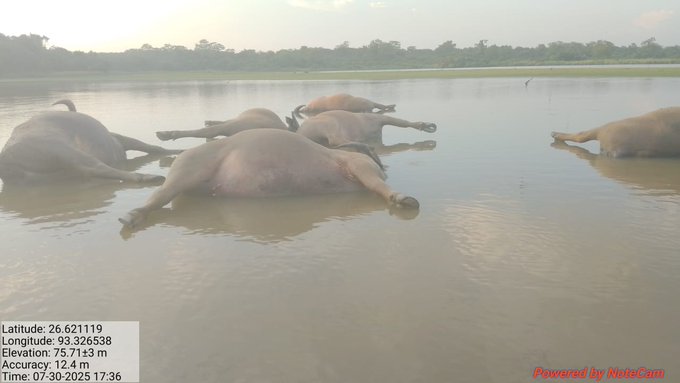 কাজিৰঙা ৰাষ্ট্ৰীয় উদ্যানৰ মোনা বিলত আজি ছটা বনৰীয়া ম’হৰ মৃতদেহ উদ্ধাৰ